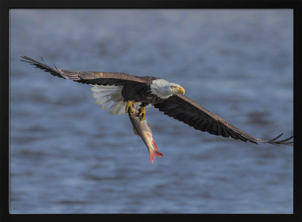 Bald Eagle Catching Fish Poster