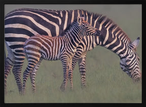 Baby Zebra Poster