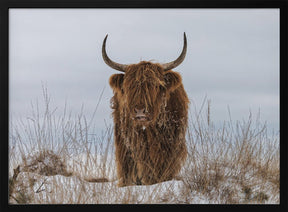 Highlander in Snow Poster