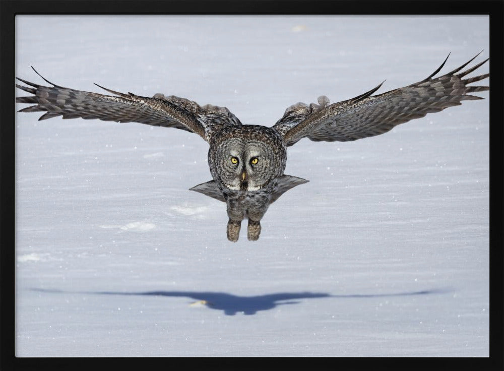 Great Grey Owl in Flight Poster