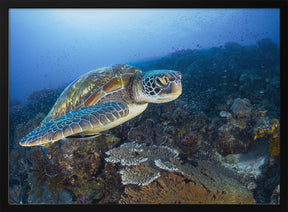 Green sea turtle from Raja Ampat Poster