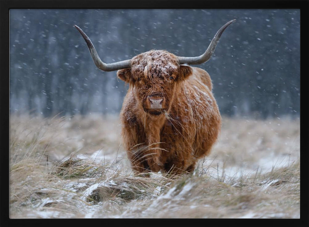 Snowy Highland cow Poster