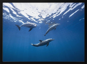 Bottlenose dolphin from Indian océan Poster