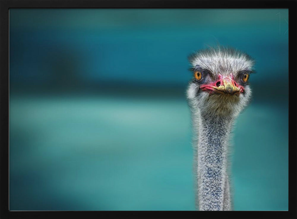 Ostrich Protecting two Poor Chicken from the Wind Poster