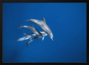 Bottlenose dolphin family Poster