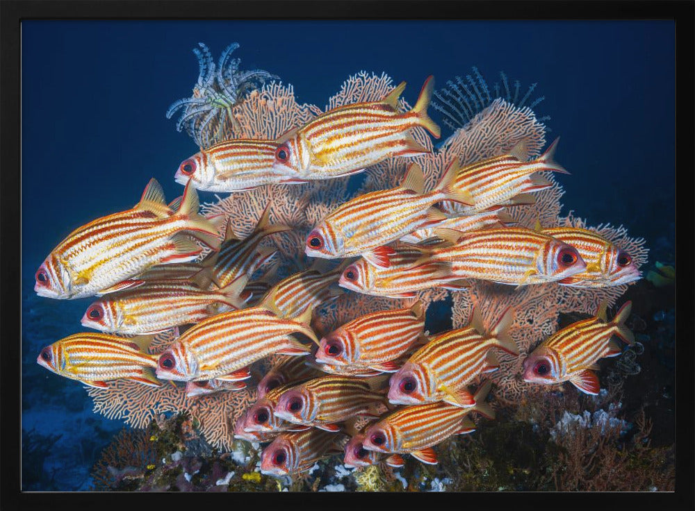 Yellow-tipped squirrefish Poster