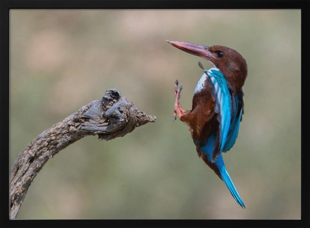 White-throated Poster