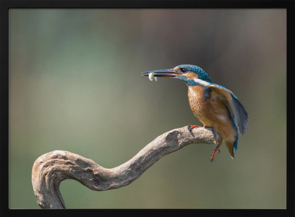 kingfisher with fish Poster