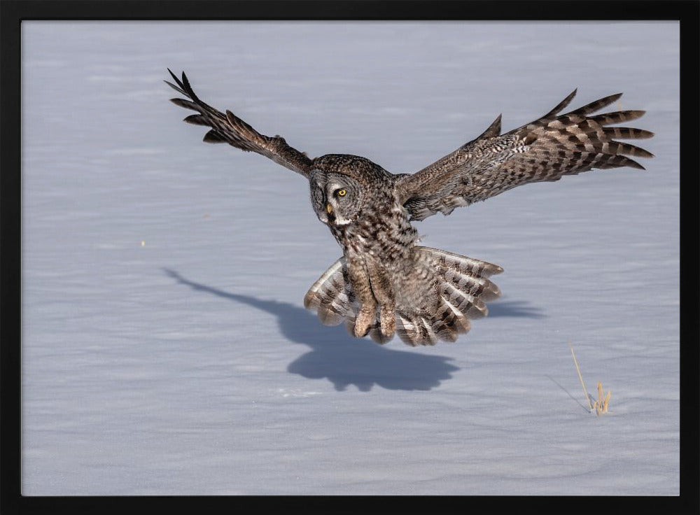 Great Grey Owl Poster