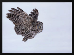 Great Grey Owl Poster