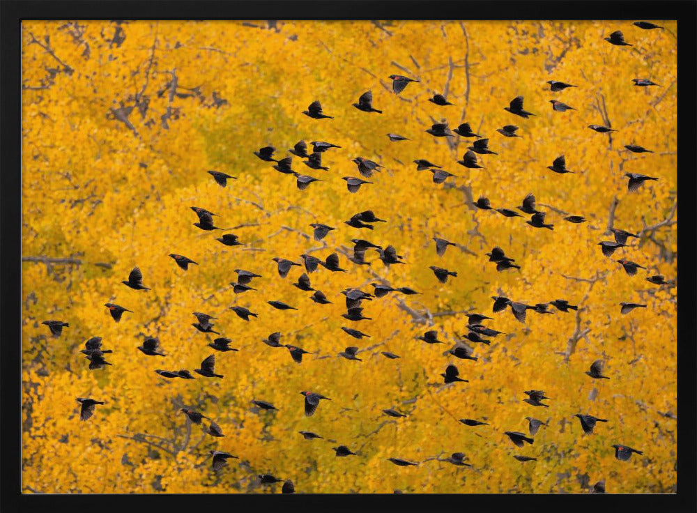 Flying into the Forest Poster