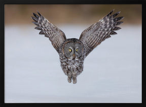 Great Grey Owl in Flight Poster