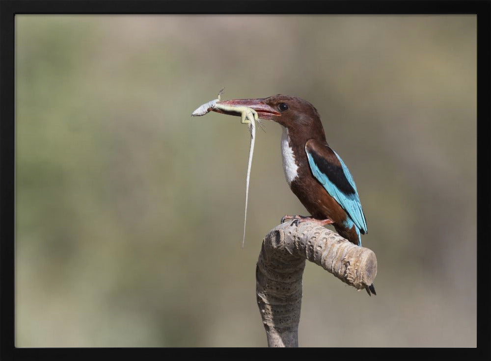 White-throated Kingfisher Poster