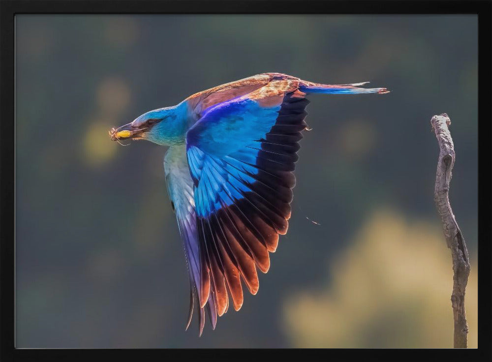 European Roller Poster