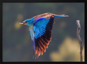 European Roller Poster