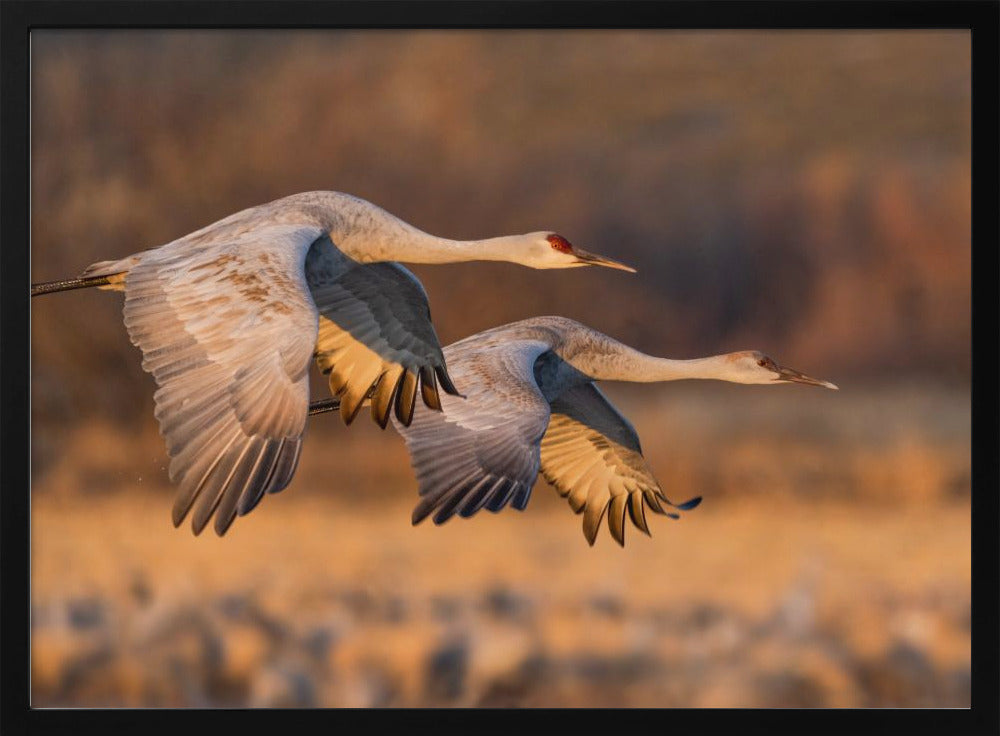 Love Birds Poster