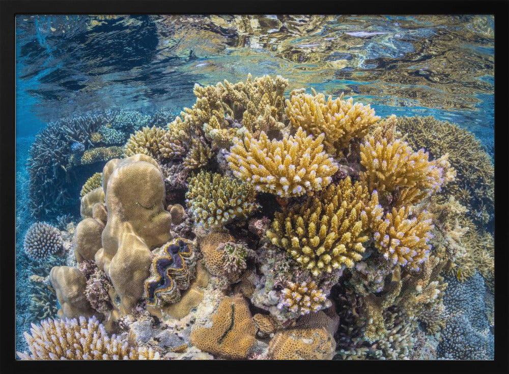 Reef of Mayotte Poster