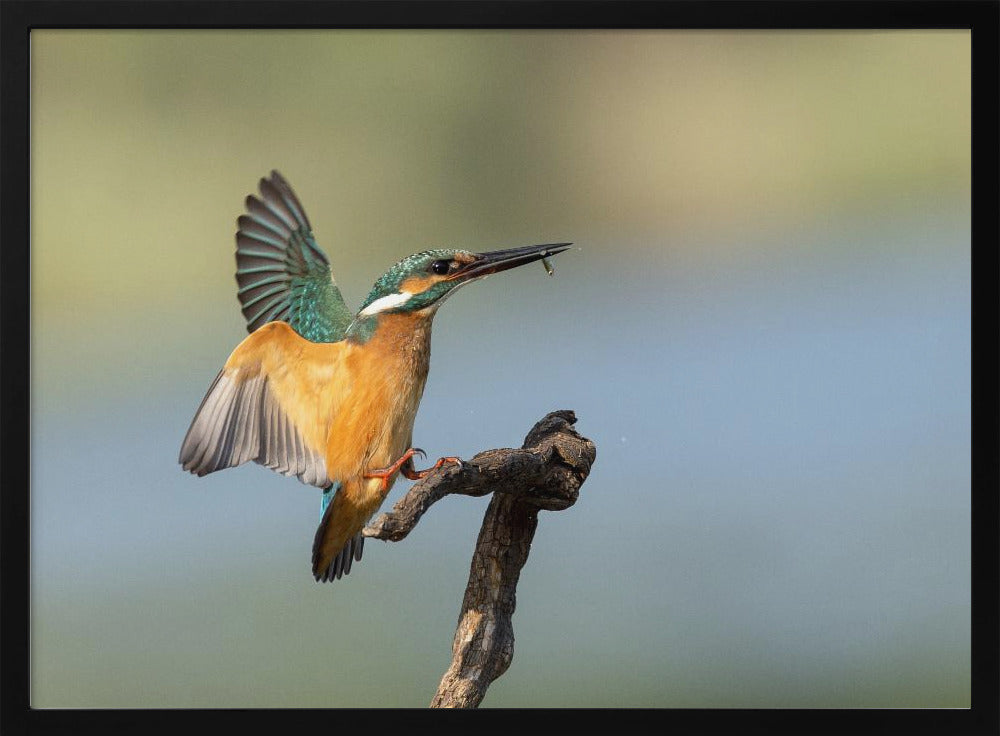 Common kingfisher Poster