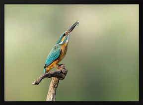 Beautiful kingfisher Poster