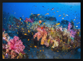 Colors of Soft Coral Poster