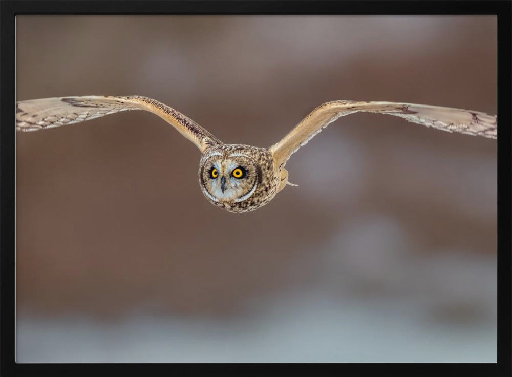 Short Ear Owl in Flight Poster