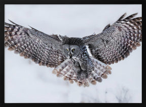 Great Grey Owl in Flight Poster