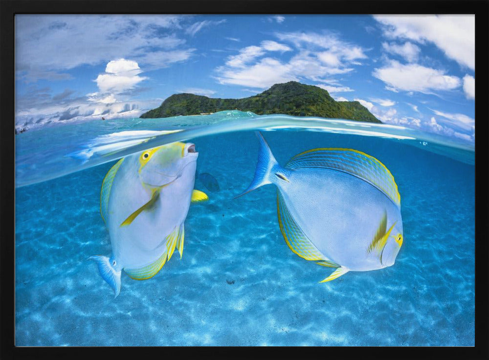 Dussumier's surgeonfish Poster