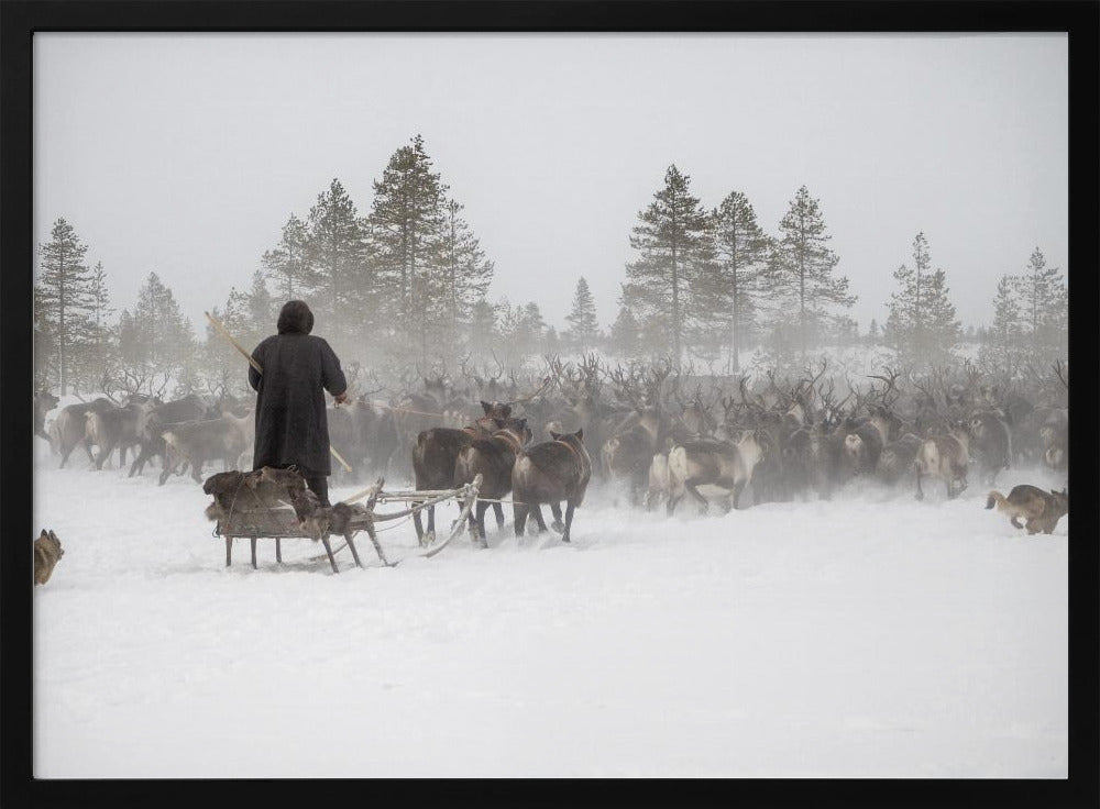 Arkadij drives a herd of reindeer Poster