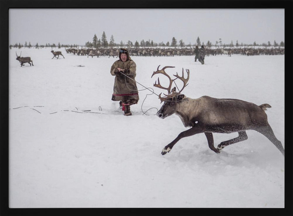 Jigori hunts reindeer II Poster