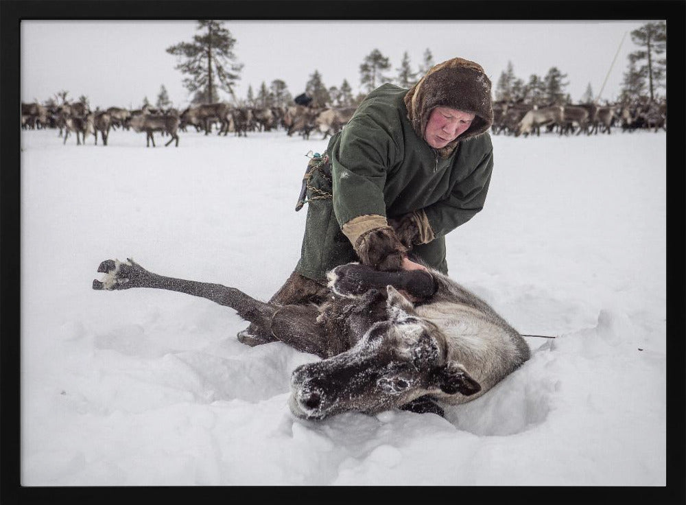 Semyon catches the reindeer Poster