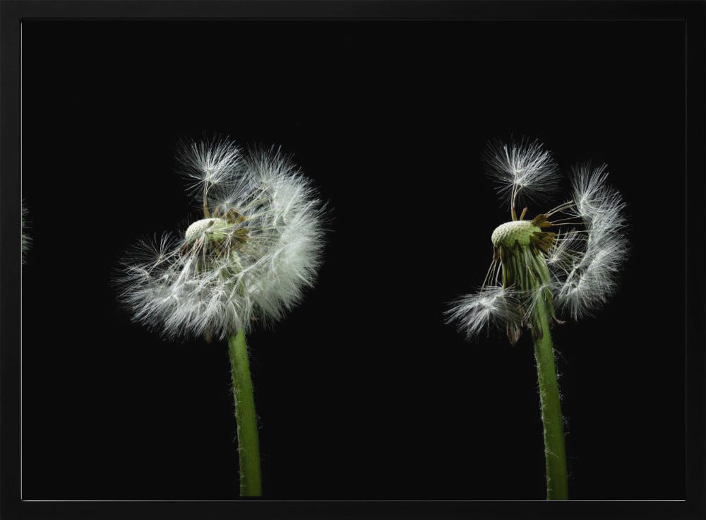 dandelion flower sequenz Poster