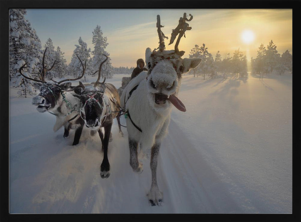 Frozen ride in tundra Poster