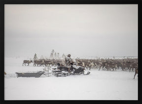 Kostya drives herd of reindeer Poster