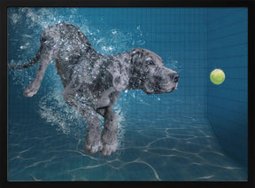 SplashDog Poster