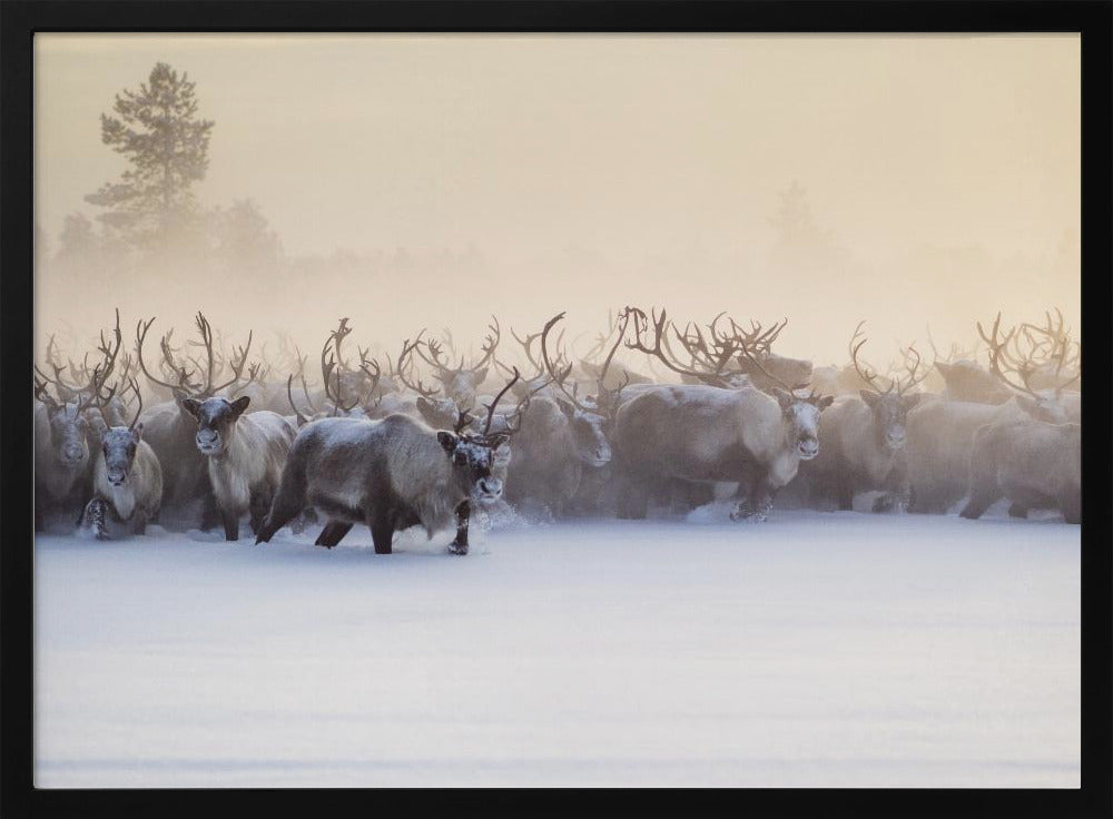 The herd is approaching Poster