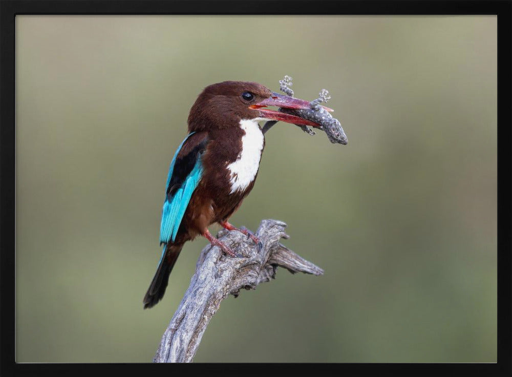 White-throated Kingfisher Poster