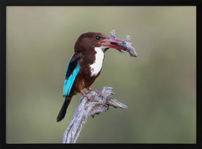 White-throated Kingfisher Poster