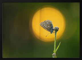 sunset butterfly Poster