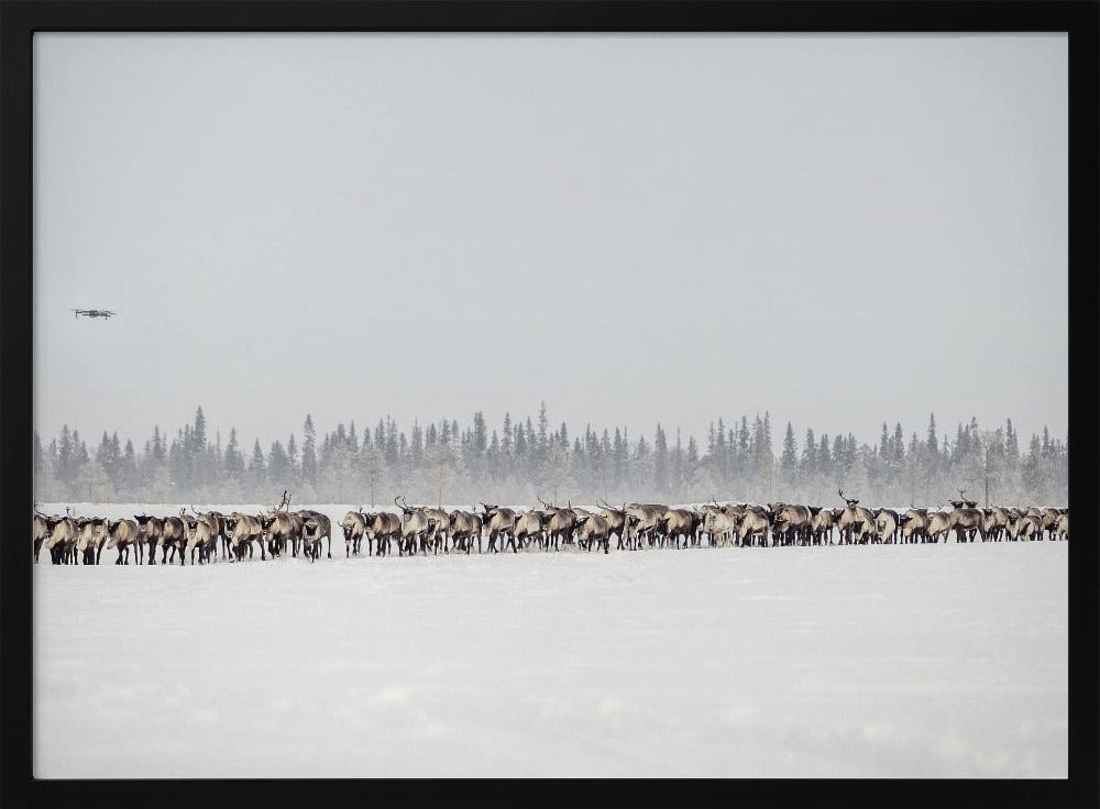 The herd leads ... drone ;-) Poster