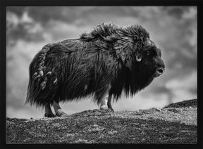 male Musk ox Poster