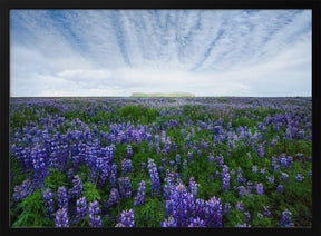 Field of Lupines Poster