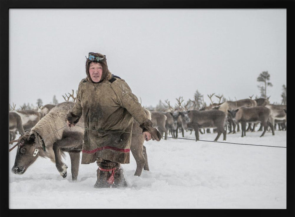 Jigorij leads the captured reindeer Poster