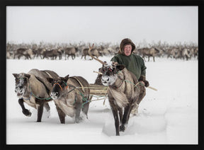 Semjon leads the herd Poster