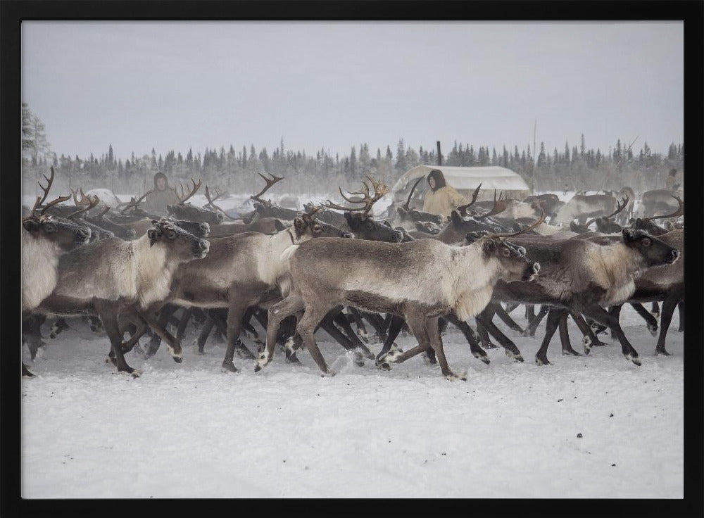 Herd in the camp Poster