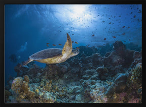 Sunlight and green turtle Poster