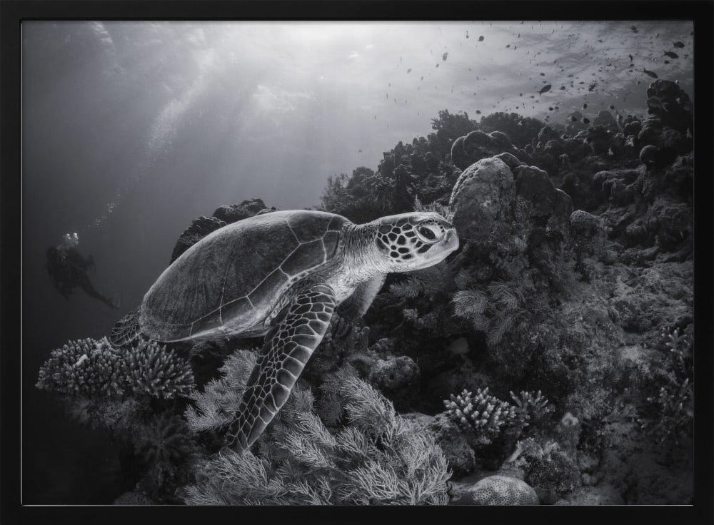 Green turtle in black and white Poster