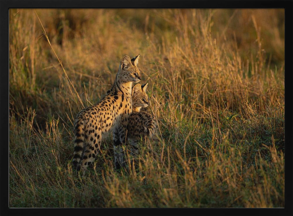 SERVAL FAMILY Poster