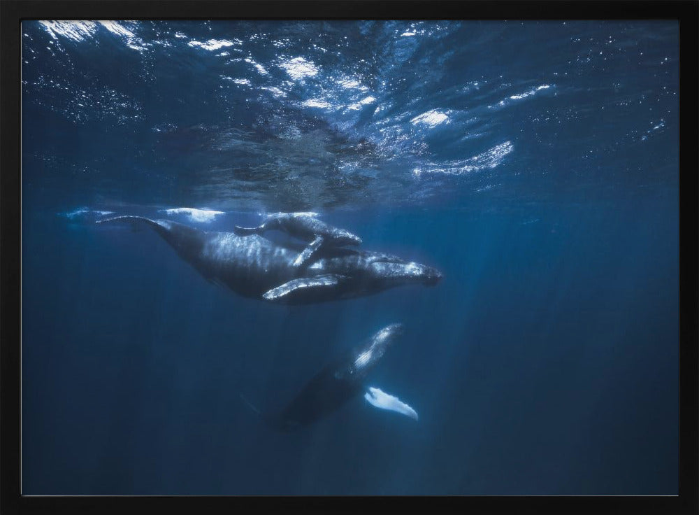 Humpback Whale on the blue Poster