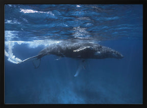 Humpback whale on the Iris bank Poster