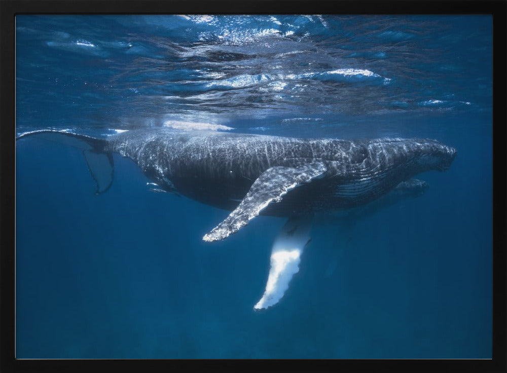 Humpback Whale Escort Poster